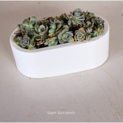 Small Rounded Rectangle Succulent Planter