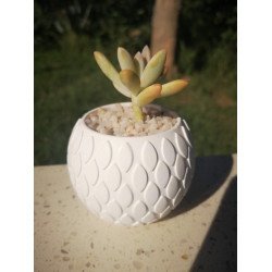 Geometric Succulent Planter - Petal Design