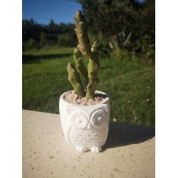 Owl Succulent Planter