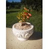 Roman Goblet Succulent Planter