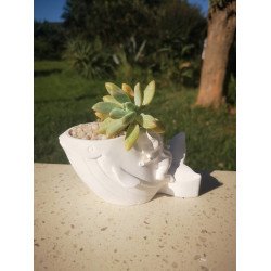 Whale Rider Succulent Planter