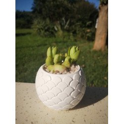 Geometric Succulent Planter - Dragon Egg Design