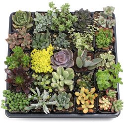 Assorted Tray of Baby Succulent Plants